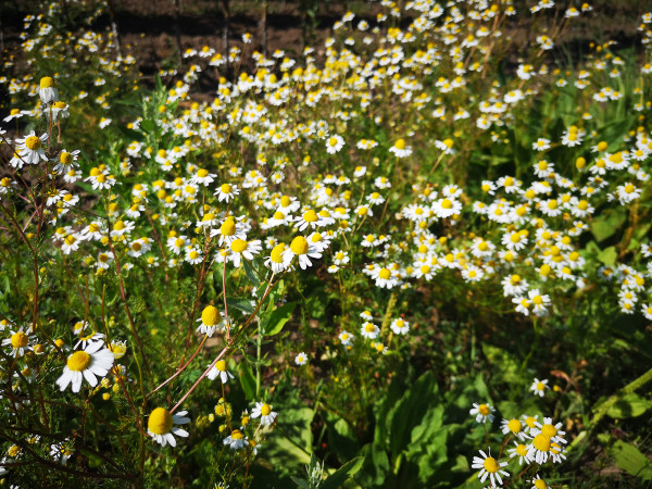 Die Gartenapotheke Vom Rosmarin zur Ringelblume