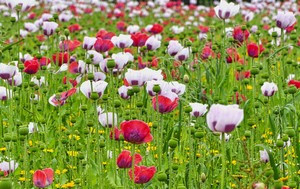 Etika Velotours : Protection de la biodiversité dans la vallée de l’Our