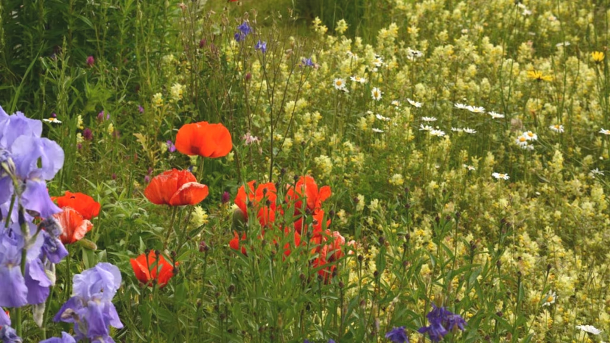 Konferenz - Biodiversität und menschliches Wohlbefinden