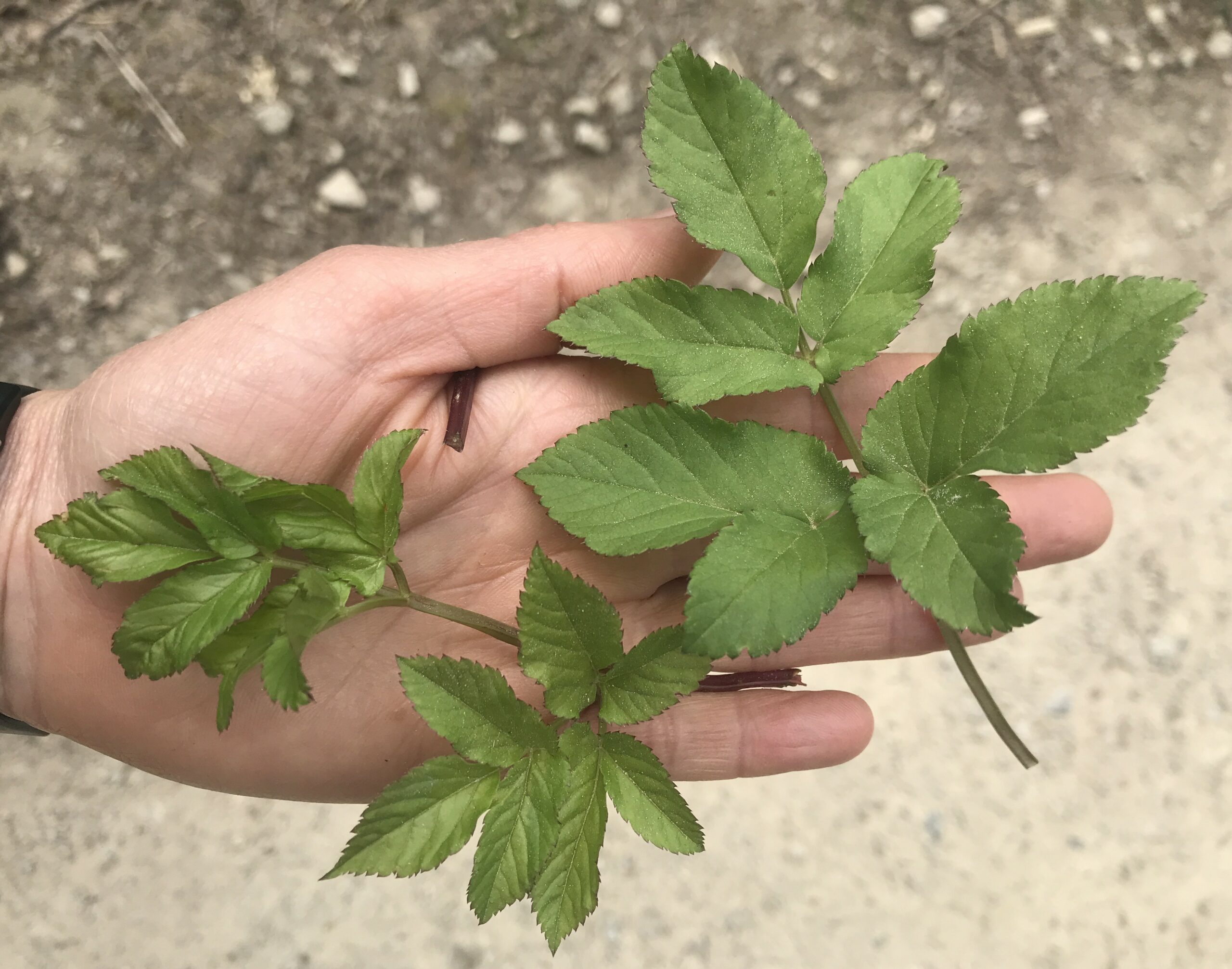 Kräuterwanderung bei Goebelsmühle