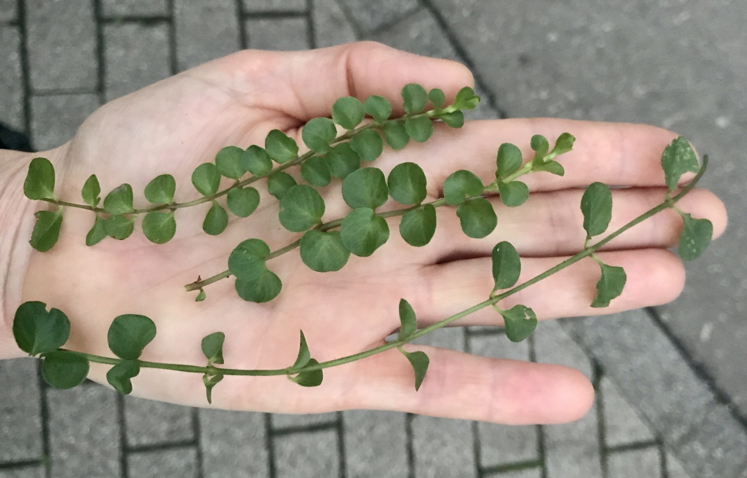 Kräuterwanderung bei Waldhof Luxembourg