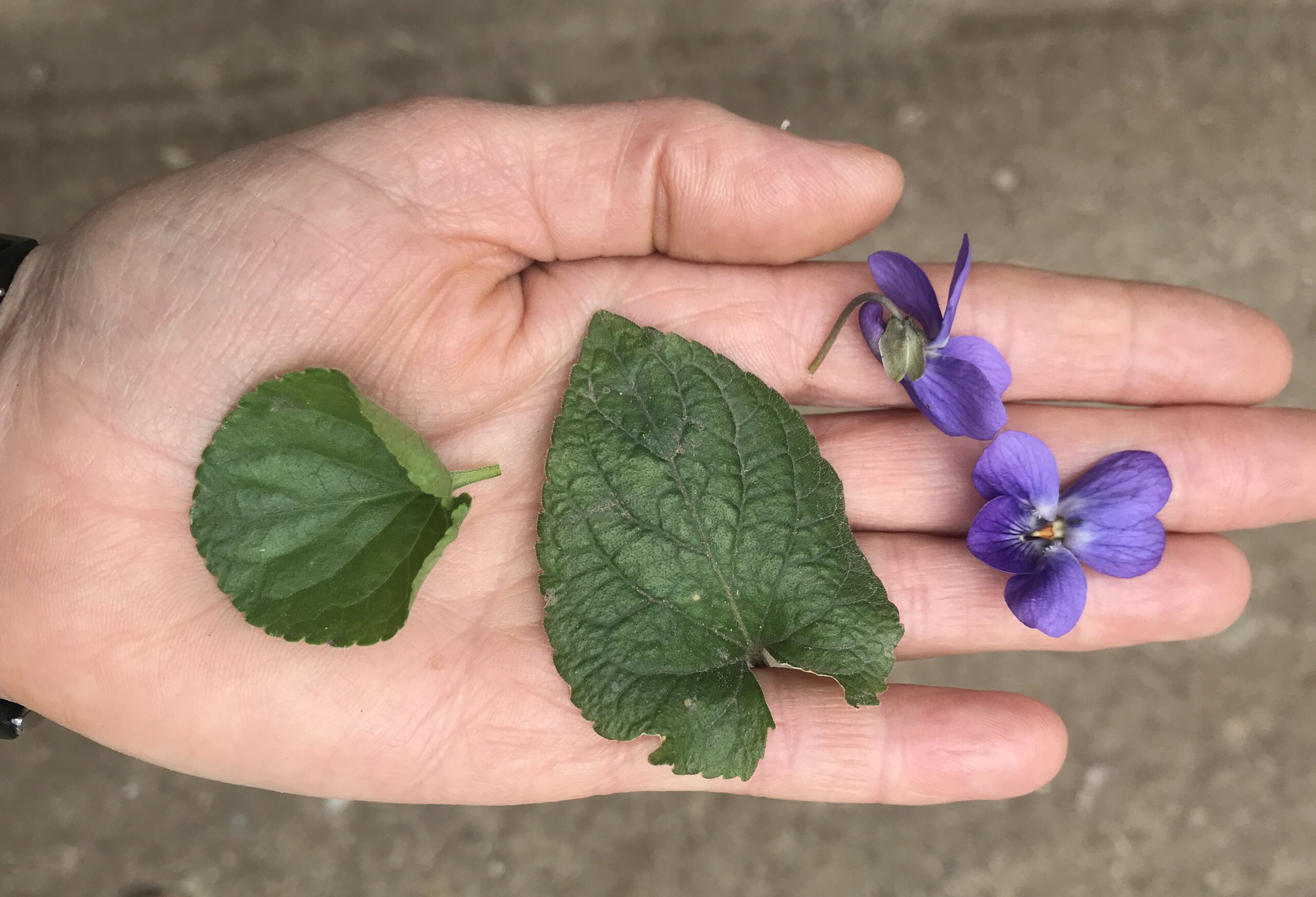 Kräuterwanderung bei Schlindermanderscheid