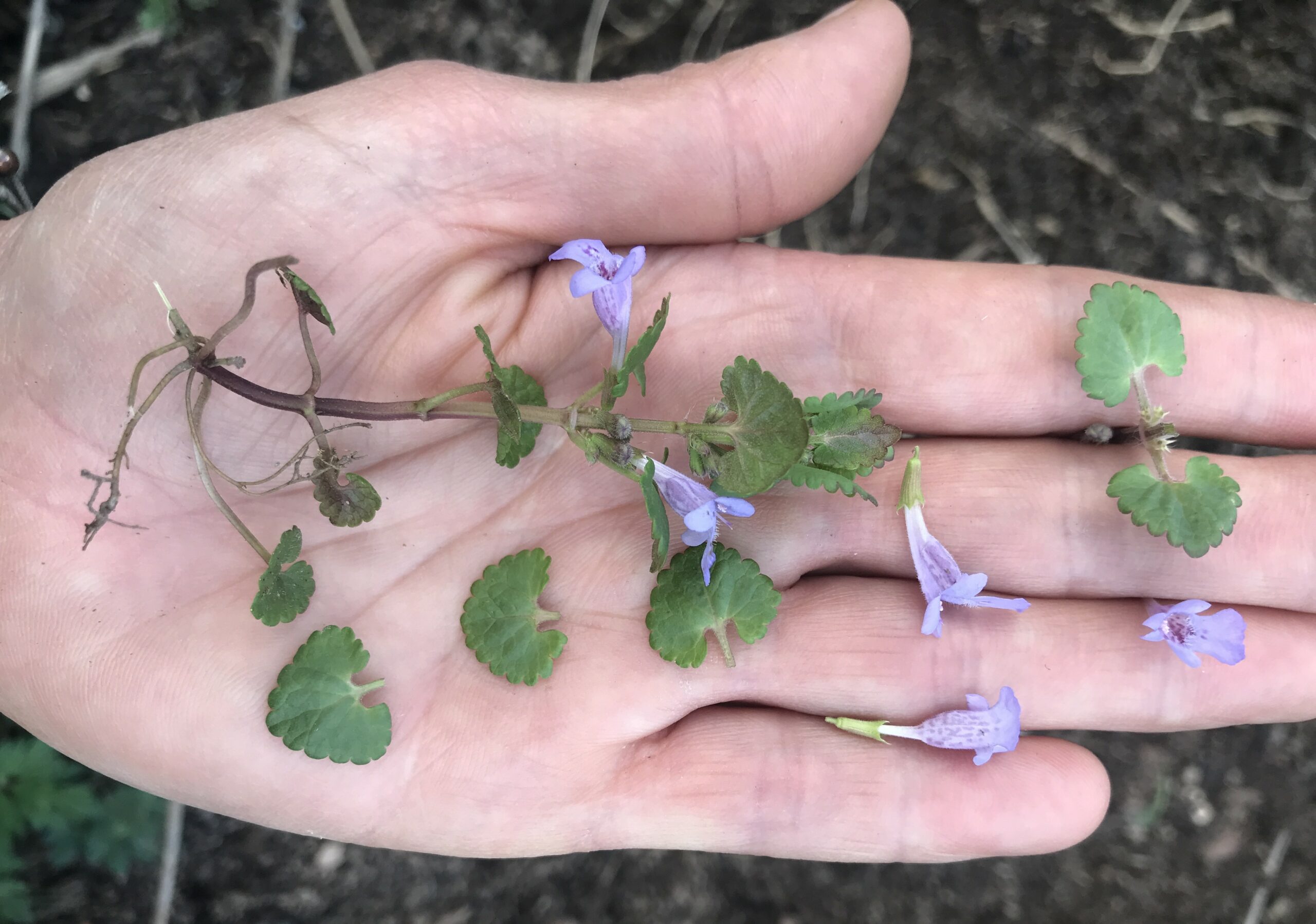 Kräuterwanderung bei Goebelsmühle