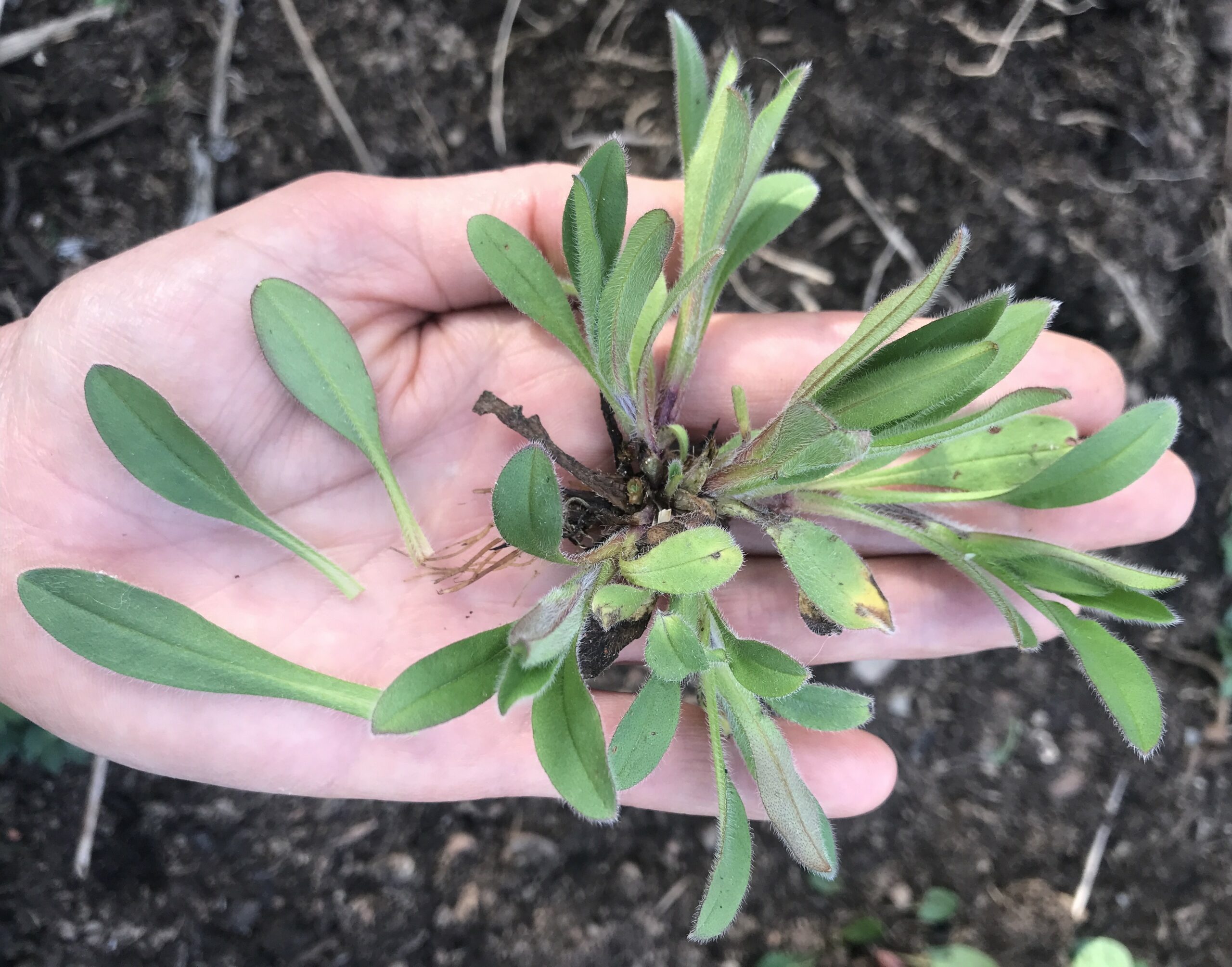Kräuterwanderung bei Bourscheid