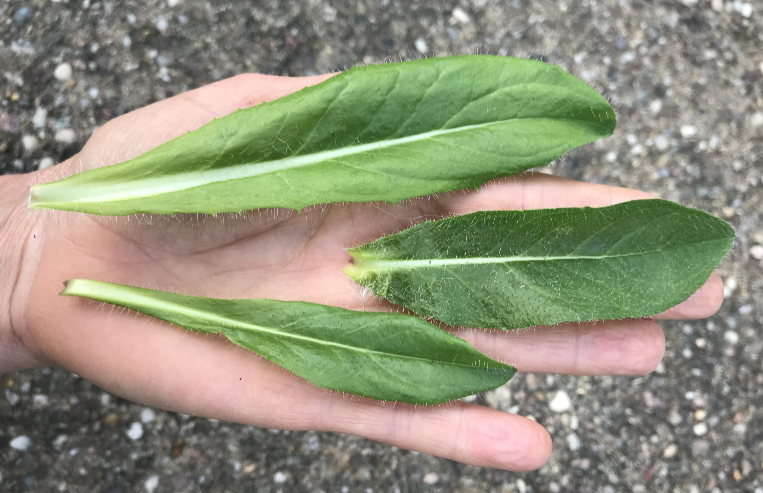 Kräuterwanderung bei Schlindermanderscheid