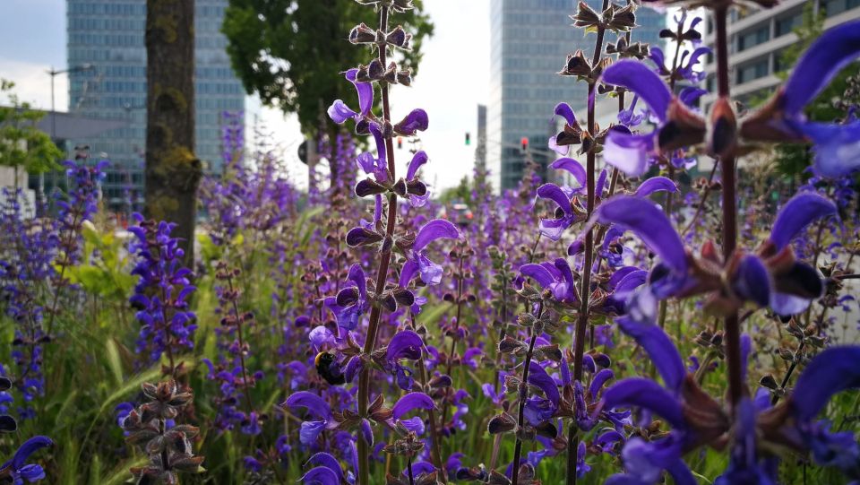 Herbal walks to discover the medicinal plants in Parc Central