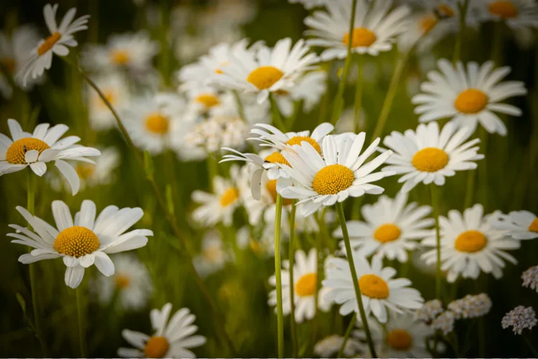 Sommergrün & Sinnesrausch: Eine Reise durch duftende Wiesen und schmeckende Blätter!