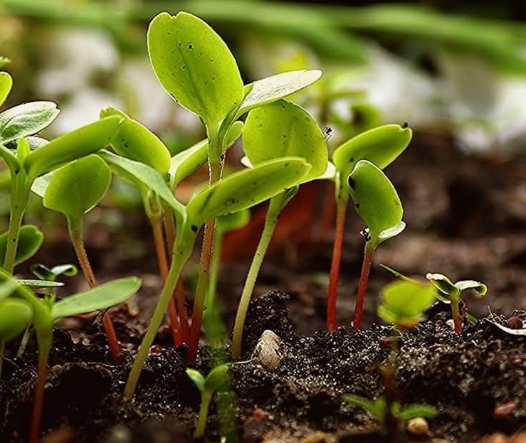 Permaculture et régénération